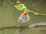 FZ030158 Coot chick standing on brench (Fulica atra).jpg